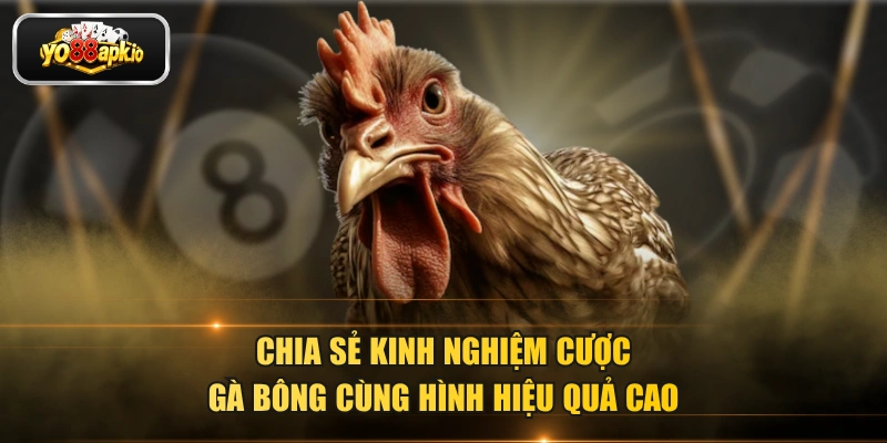 Chia sẻ kinh nghiệm cược gà bông cùng hình hiệu quả cao