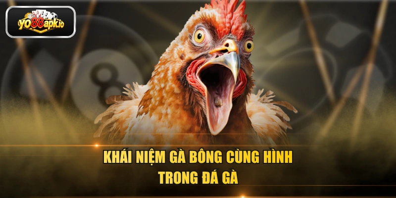 Khái niệm gà bông cùng hình trong đá gà