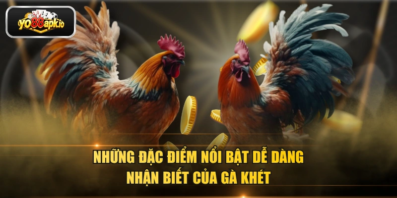 Những đặc điểm nổi bật dễ dàng nhận biết của gà khét Những đặc điểm nổi bật dễ dàng nhận biết của gà khét