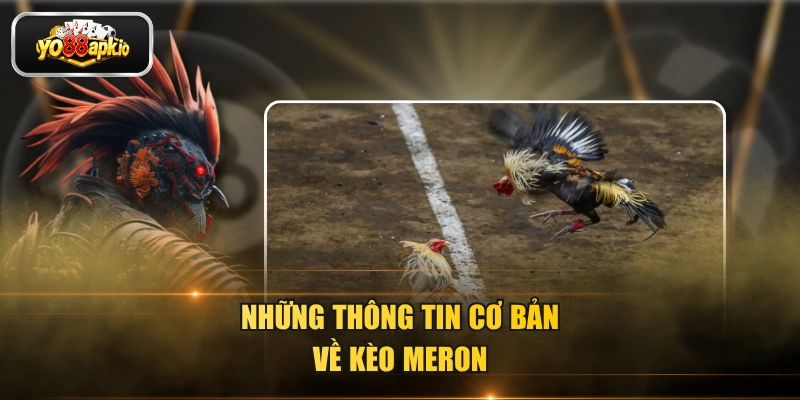 Những thông tin cơ bản về kèo Meron