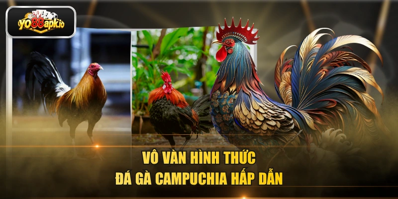 Đá Gà Campuchia YO88 – Trực Tiếp Mỗi Ngày, Kèo Cược Hấp Dẫn